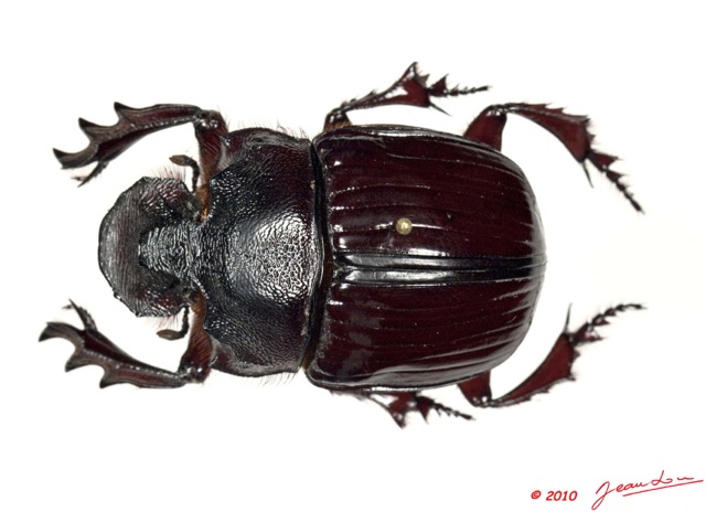 017 Coleoptere 45a (FD) Scarabaeidae Catharsius sp 10E5K2IMG_64257wtmk.jpg