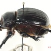 025 Coleoptere 62b (Prof) Scarabaeidae Heliocopris sp 13E5K3IMG_91559 PCawtmk.jpg